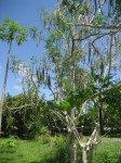 มะรุม (Horseradish Tree, Drumstick Tree)