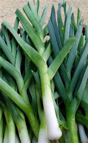 กระเทียมต้น Leek