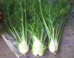 เฟนเนล (Fennel)