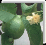 ฝรั่ง Guava